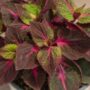 Magilla – Perilla Purple – 6.5″ Pot